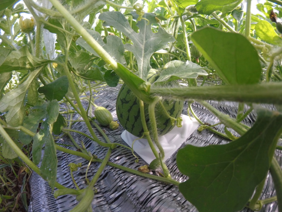 【フォト】トンネル内の様子。