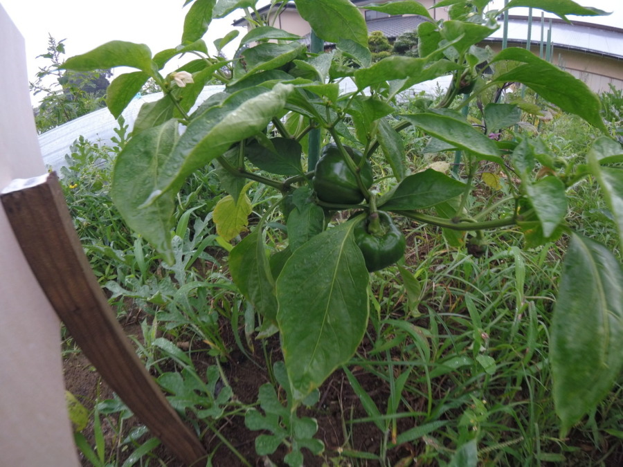 【フォト】ピーマンの様子。