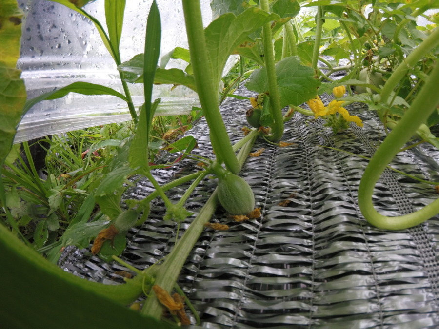 【フォト】めろん株の様子。