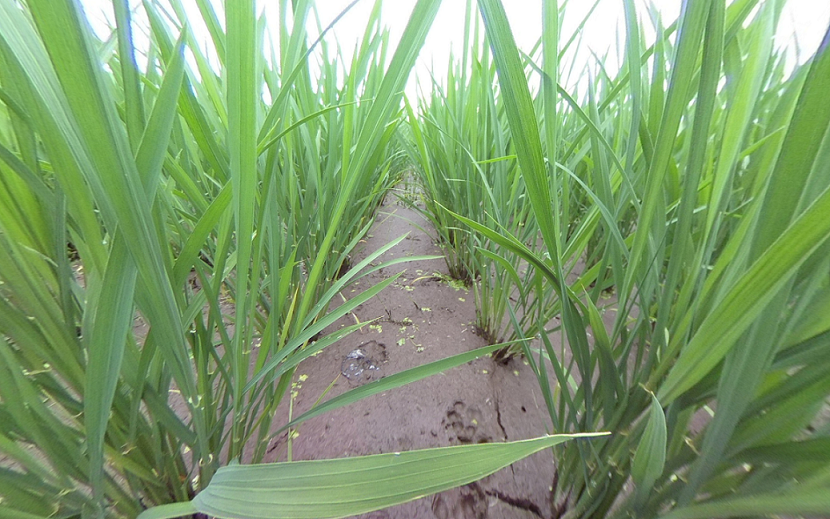 【VR】ディープな水田VRツアー。