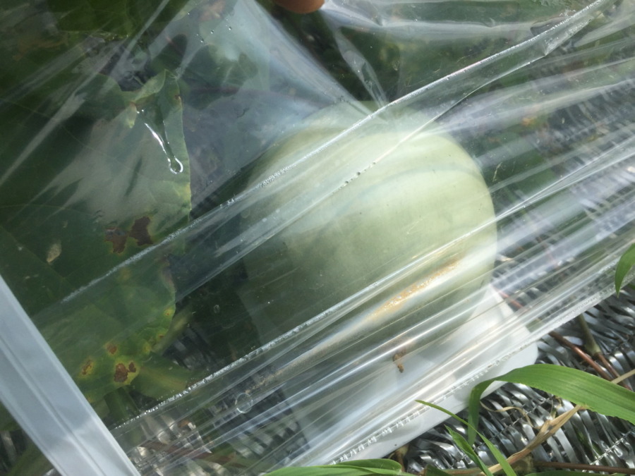 【フォト】めろんの様子。なんか、きれい。