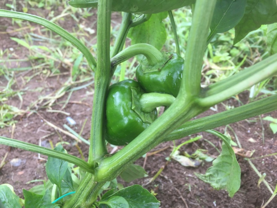 ピーマンです。ようやくここまで。