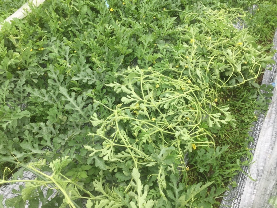 【フォト】すいか株の様子。