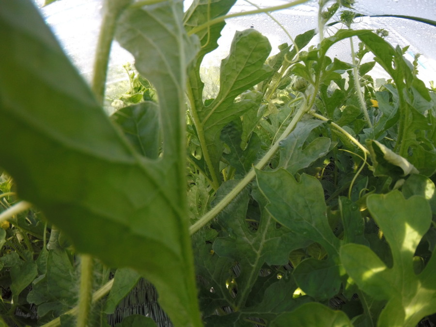 【フォト】トンネル内の様子。