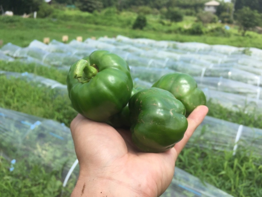 【祝：収穫にこぎつけました】ピーマンです。