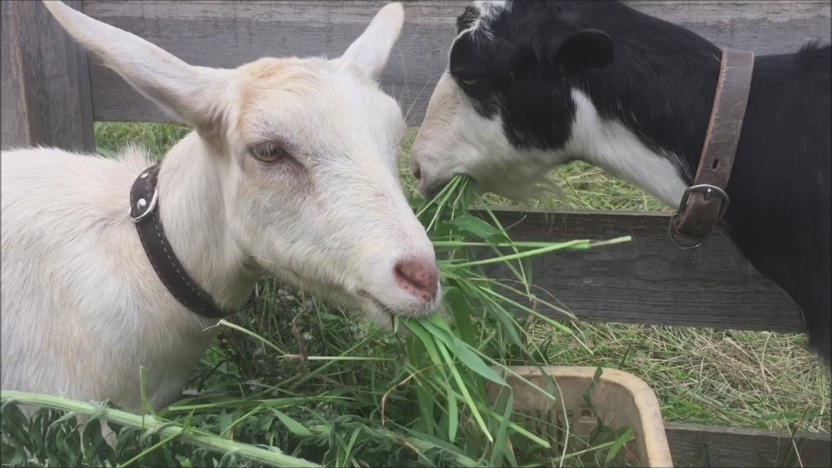 ルナです。今日のむしゃむしゃ。