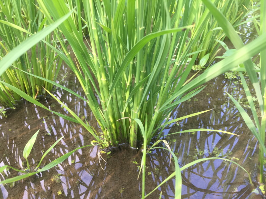 おこめです。今日の草取り。