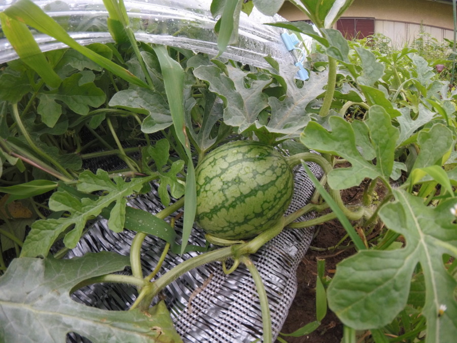 【フォト】すいか株の様子。