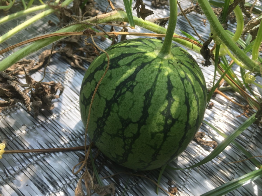 【フォト】すいかの様子。