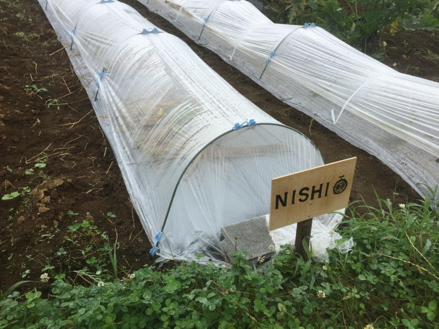 【フォト】めろんの様子。