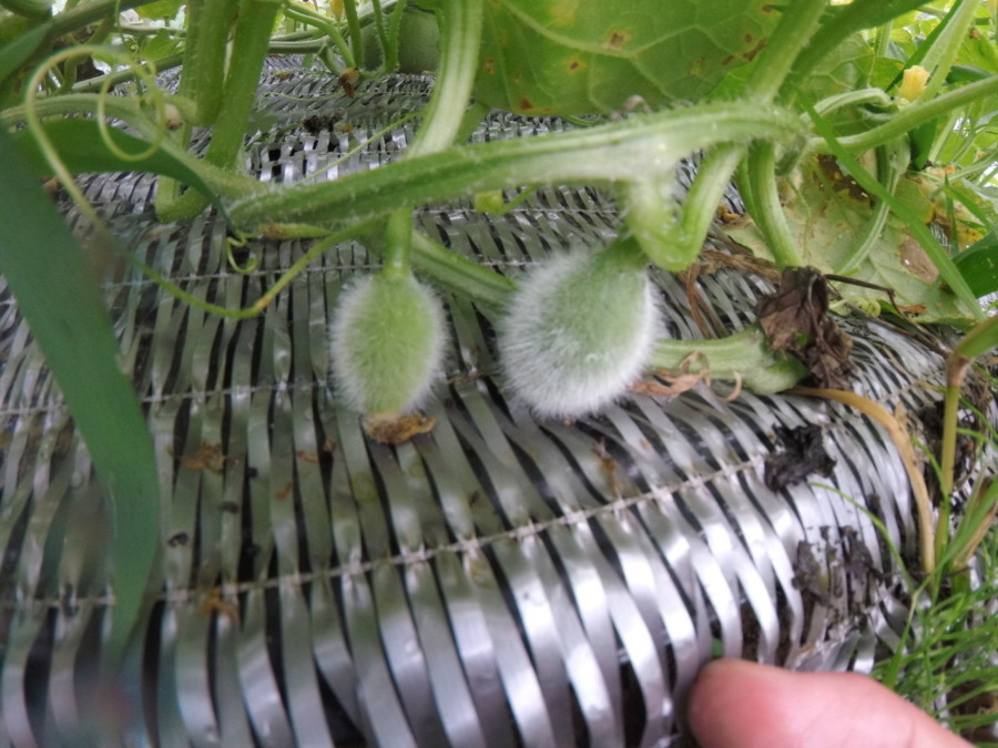 【フォト】めろん株の様子。