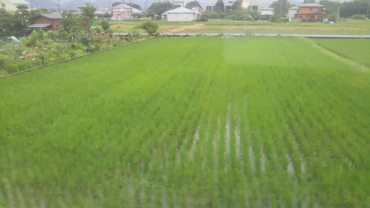 大雄山線の車窓から。わたし、おこめの様子を。