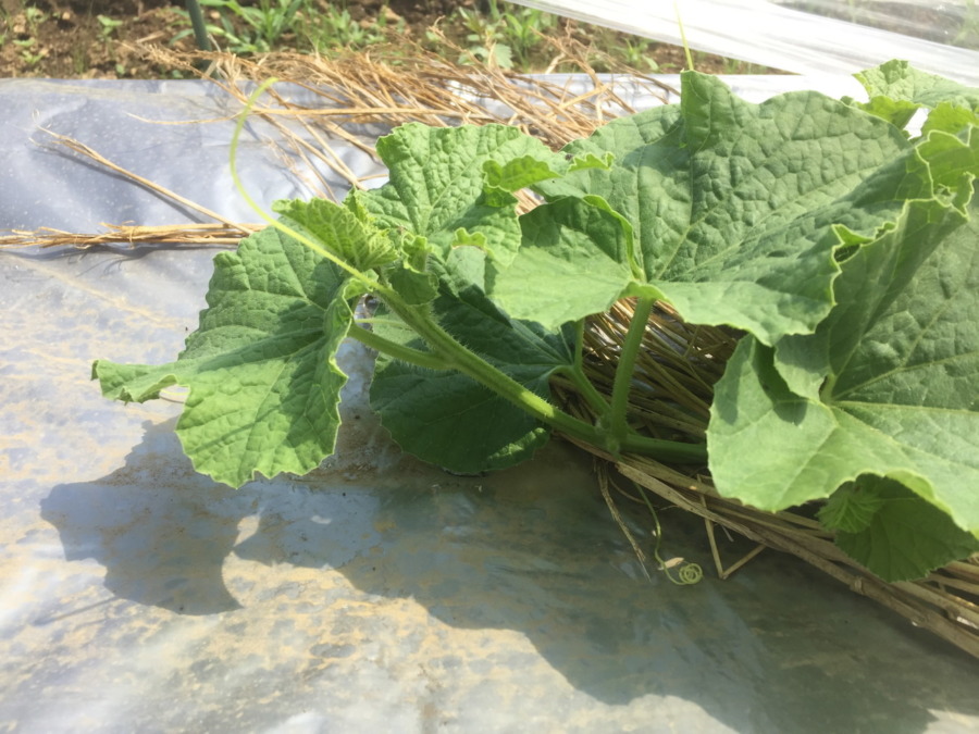 【フォト】めろん株の様子。