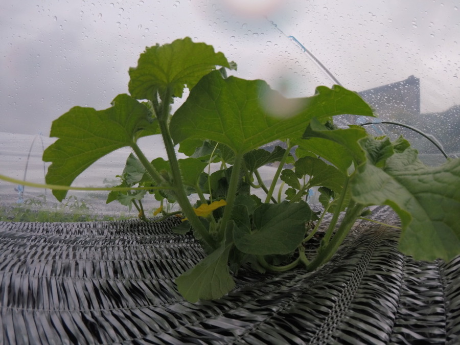 【フォト】めろん株の様子。