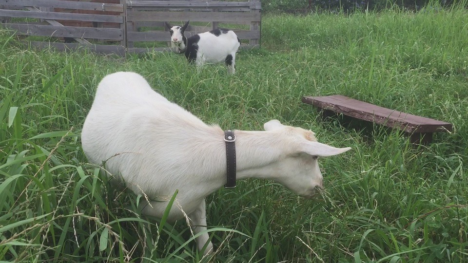 娘母フリー散歩。