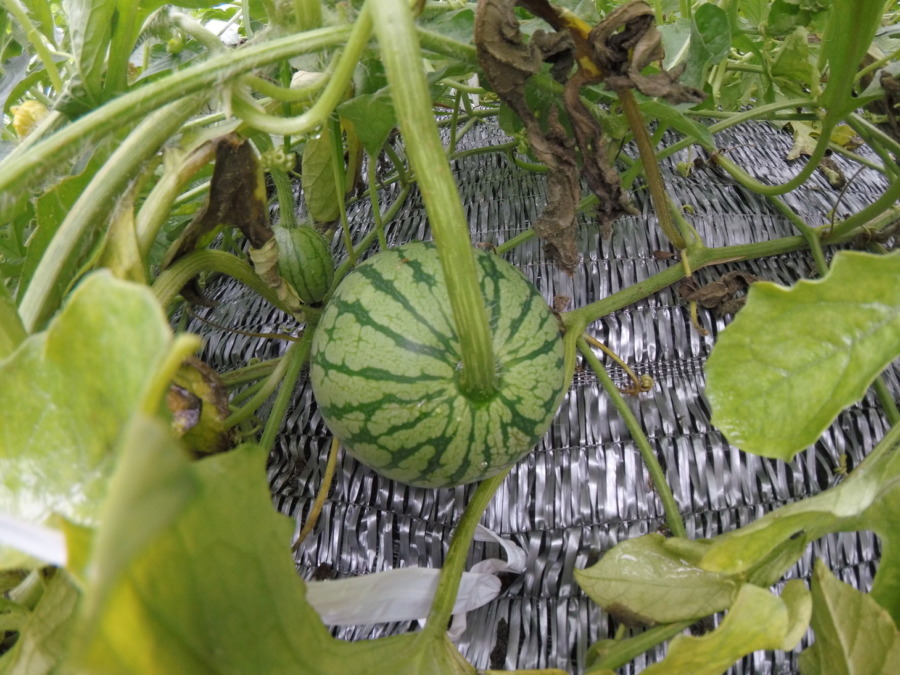 【フォト】すいか株の様子。