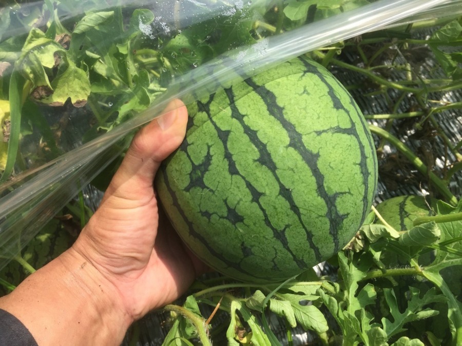 【祝：収穫期です】小玉すいかの様子。