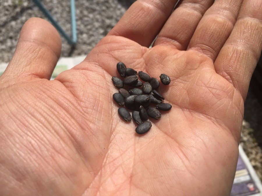 【フォト】種まきをしました。