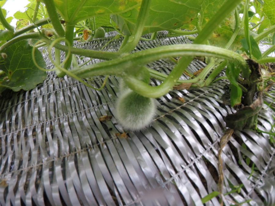 【フォト】産毛ふわふわ、めろん株の様子。