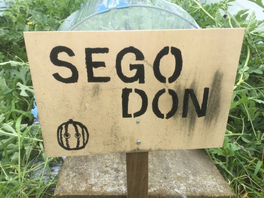 せごどんさんの看板。