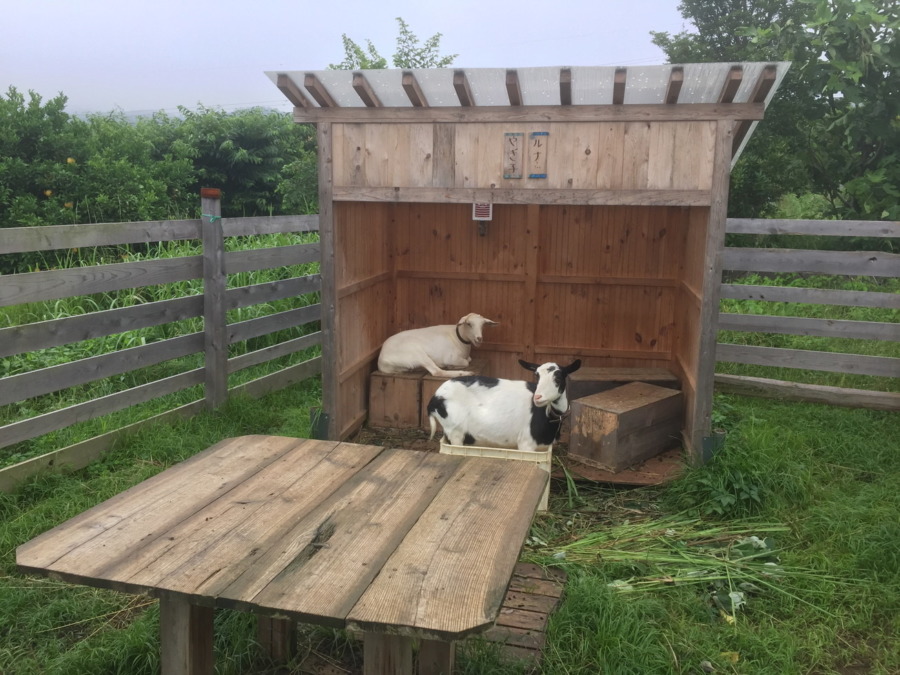 「雨・朝・ひま」の三点セット。ルナです。
