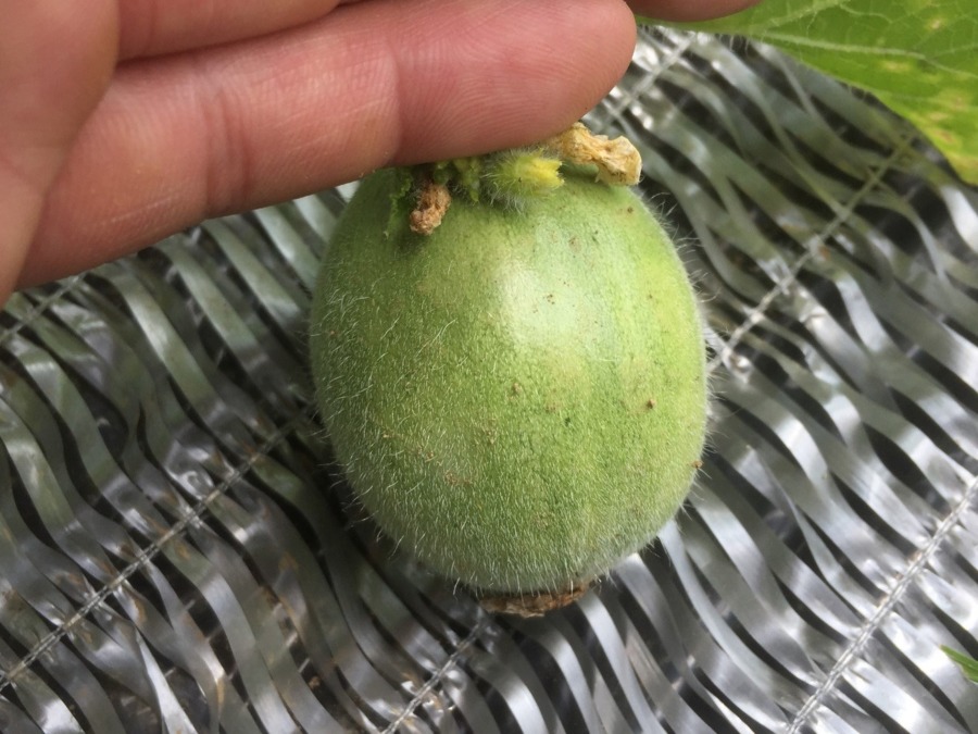 【フォト】めろんの様子。