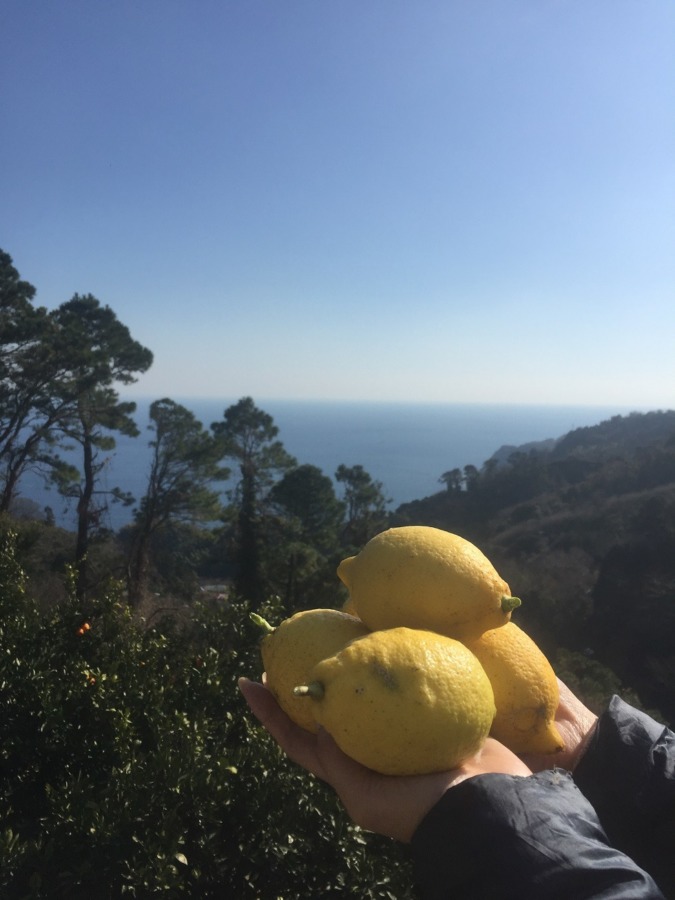 【受付終了：4~6月】フリー収穫（レモン）