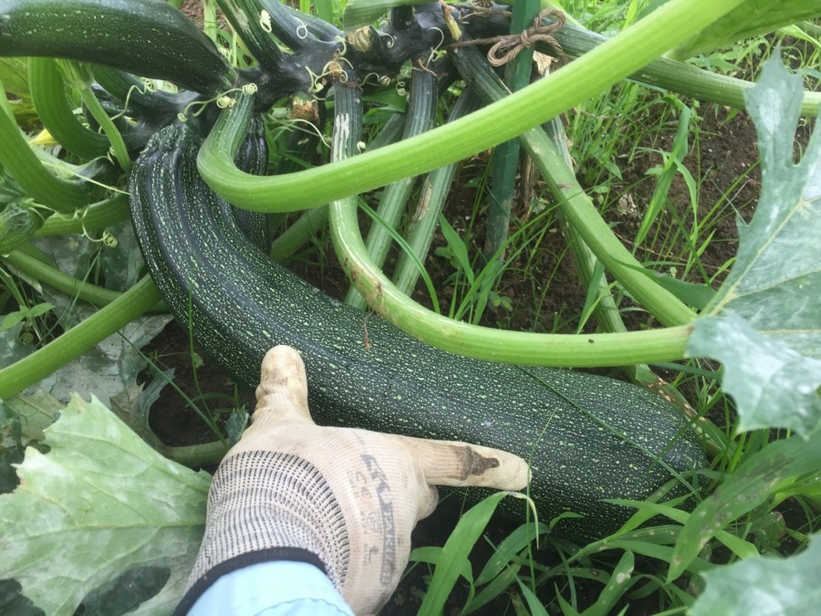 ずっきーにです。でかすぎ。もっと早くとってyo。