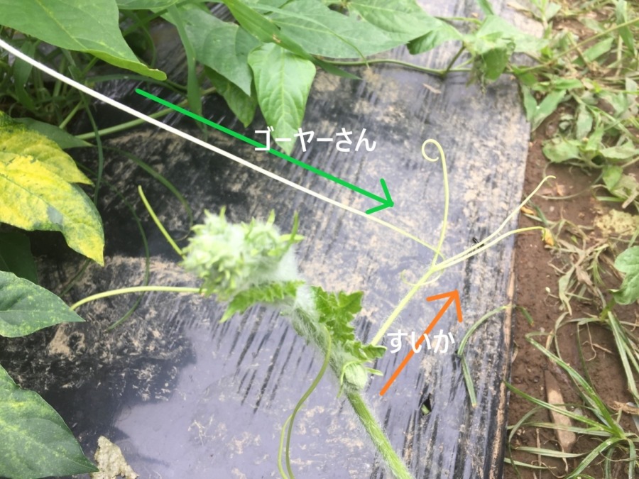 【貴重】ゴーヤーさんと握手の瞬間。