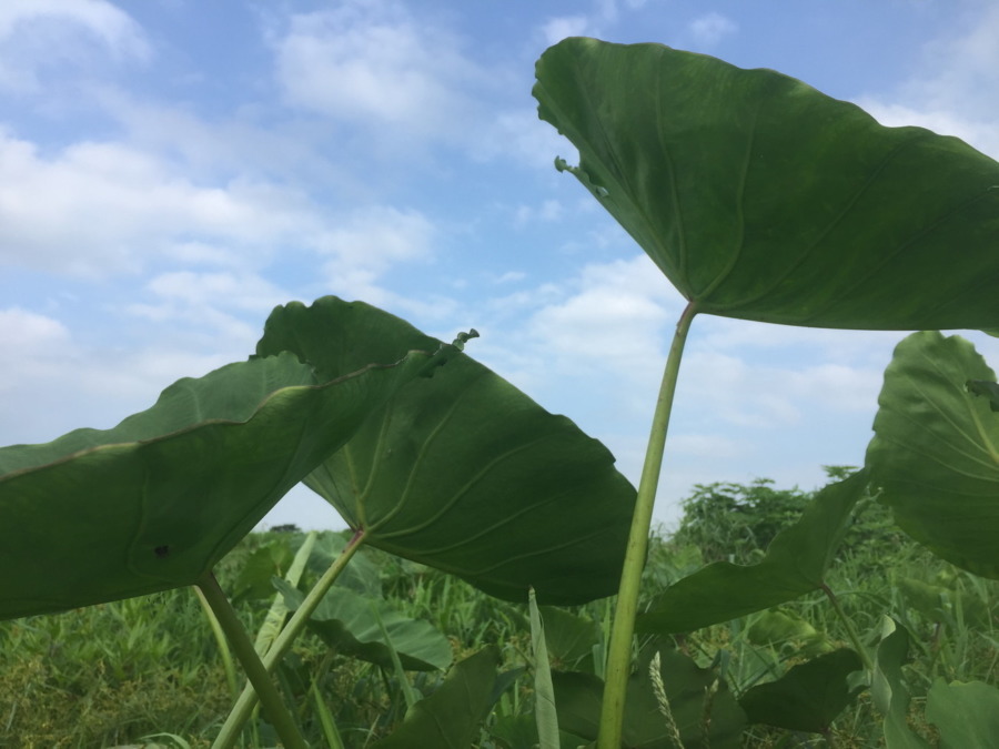 里芋です。順調ですが、、、