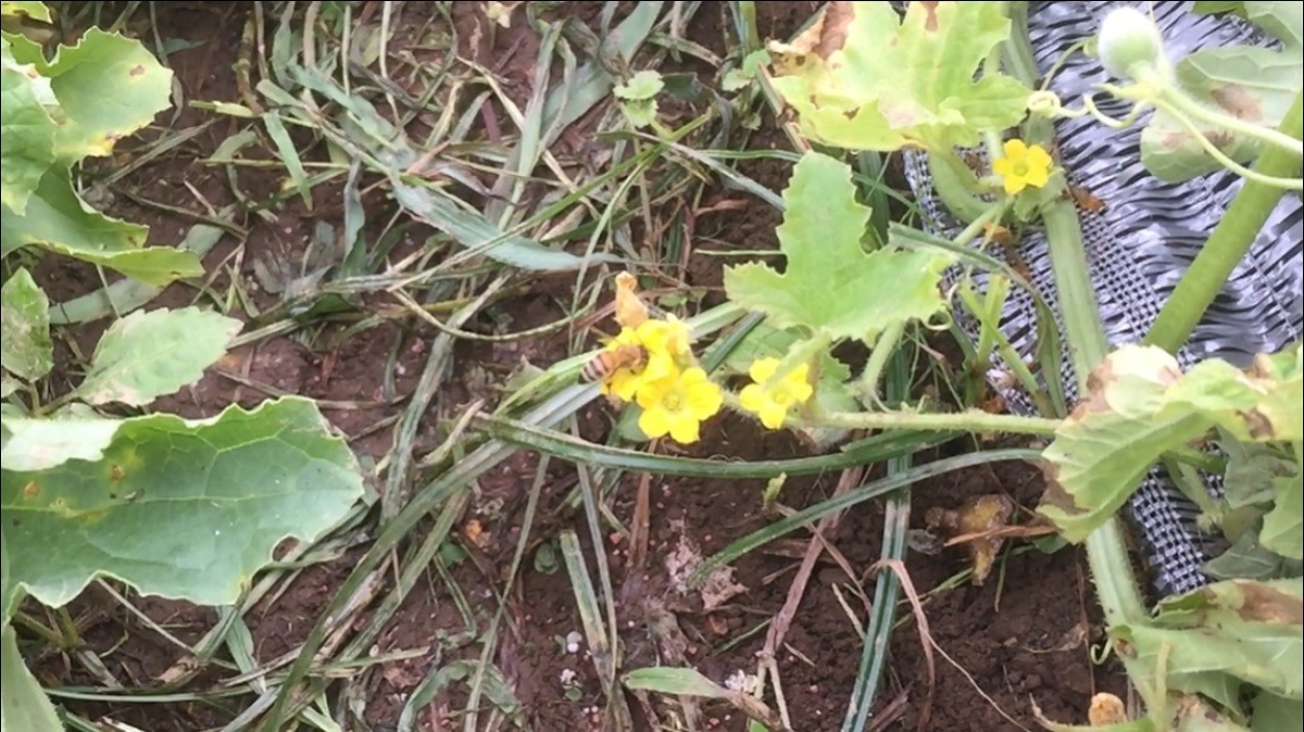 【スロー動画】今日は私から蜜蜂さんのご紹介。メロンの花で採蜜。