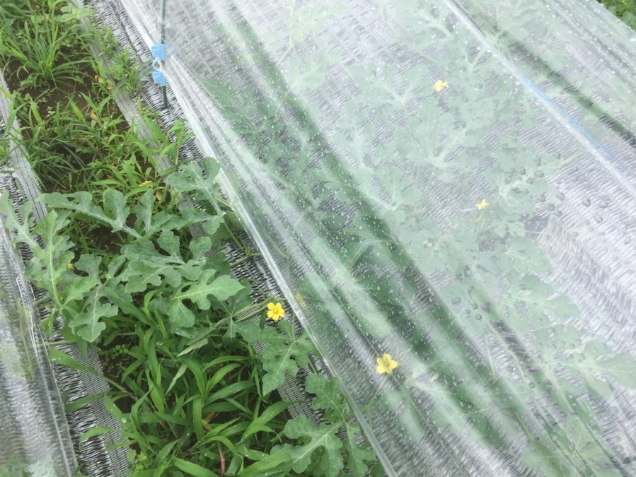 【フォト】すいかの様子。