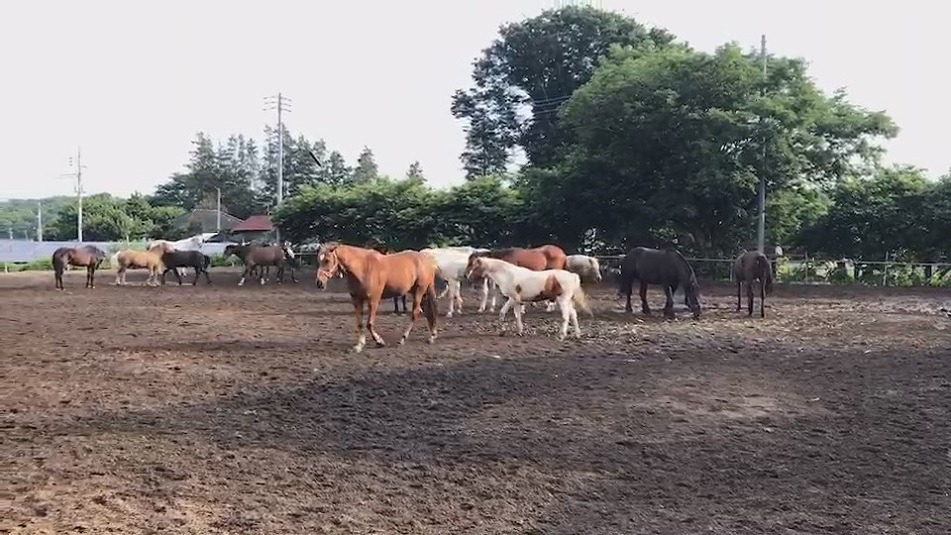 ぼくじょう  ハ  なつじかん