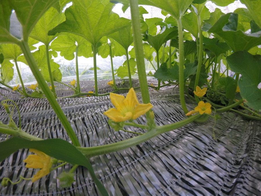 【フォト】トンネル内の様子。