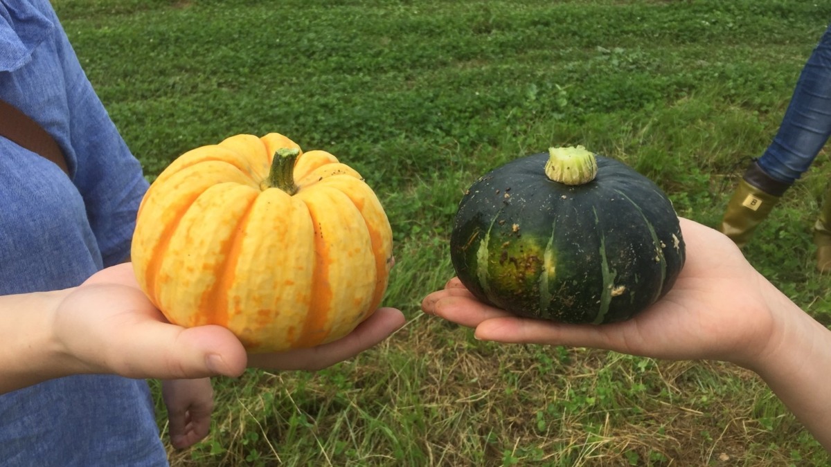 【祝：初収穫】かぼちゃです。どちらもミニ。