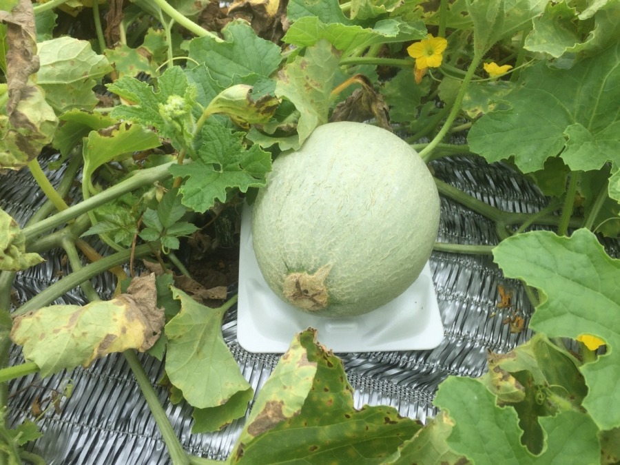 めろんです。実の下に保護シート敷いてくれて居心地good。