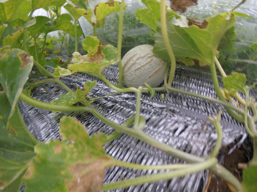 【フォト】めろんの様子。