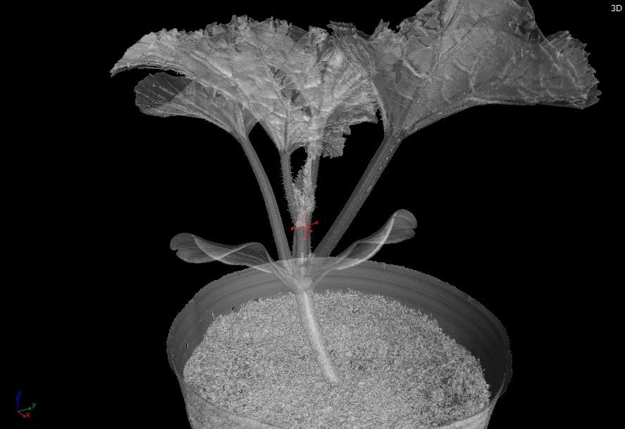 めろんです。3D-CTで苗を半透明に。