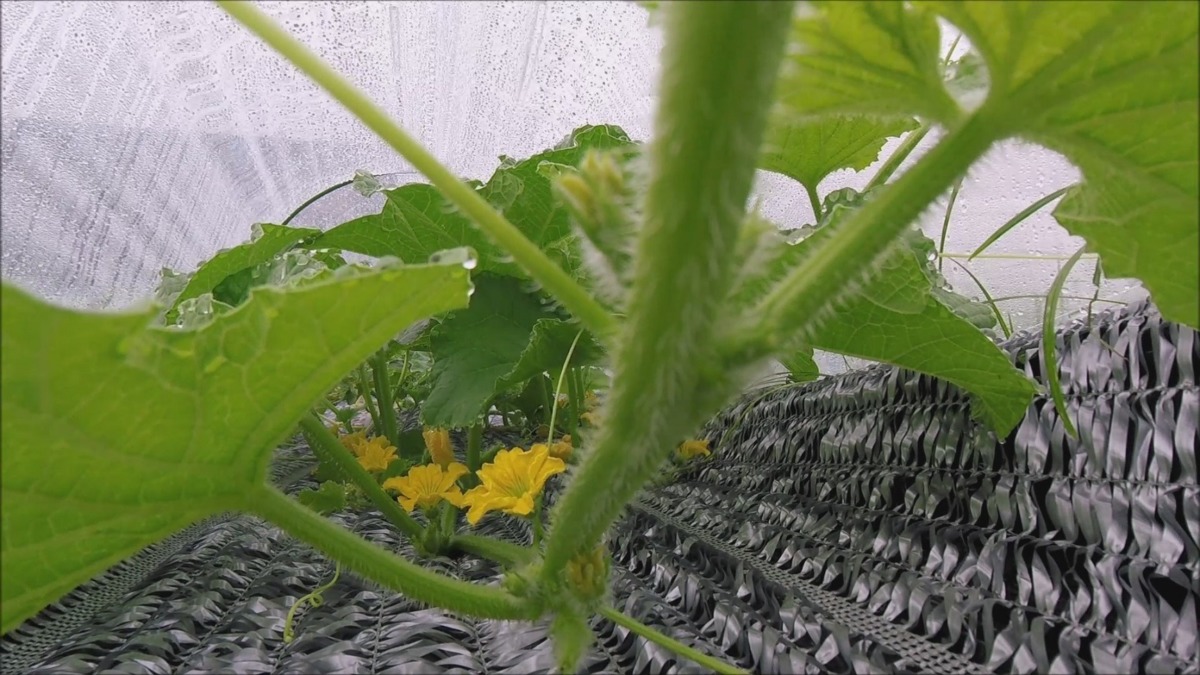 【必見・大迫力】めろんの成長最前線！（タイムラプス）