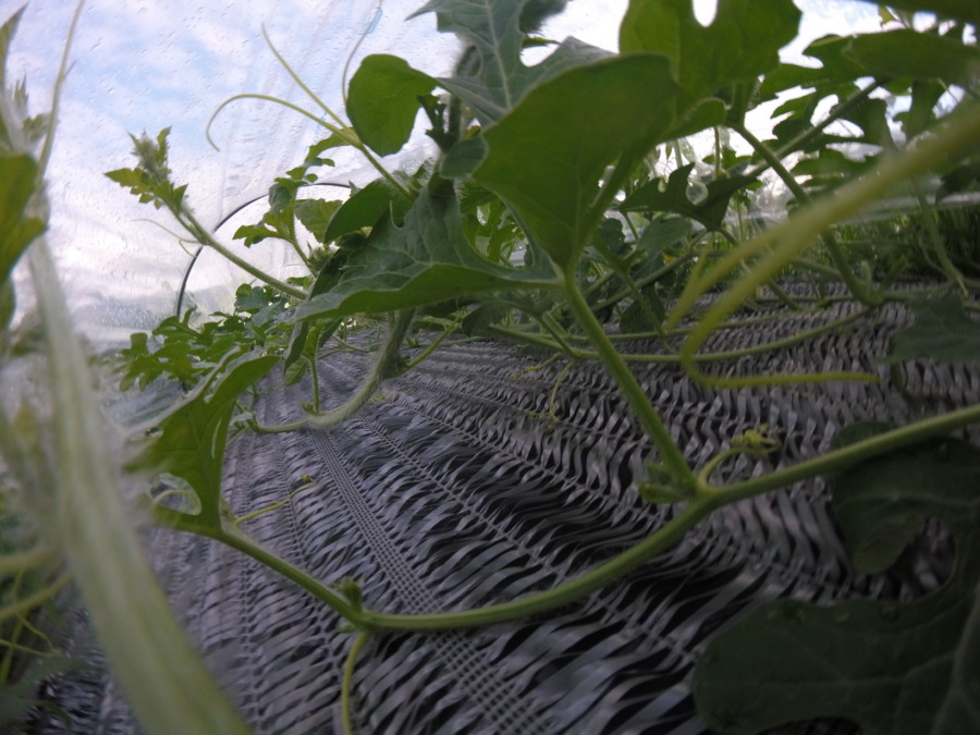 【フォト】トンネル内の様子。