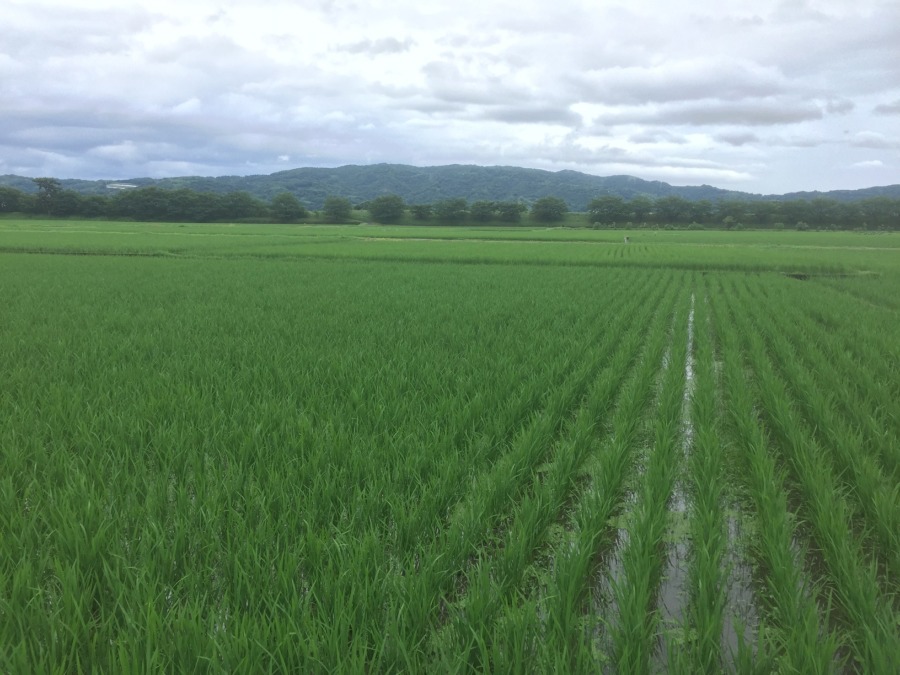 おこめです。梅雨明けを待つ。