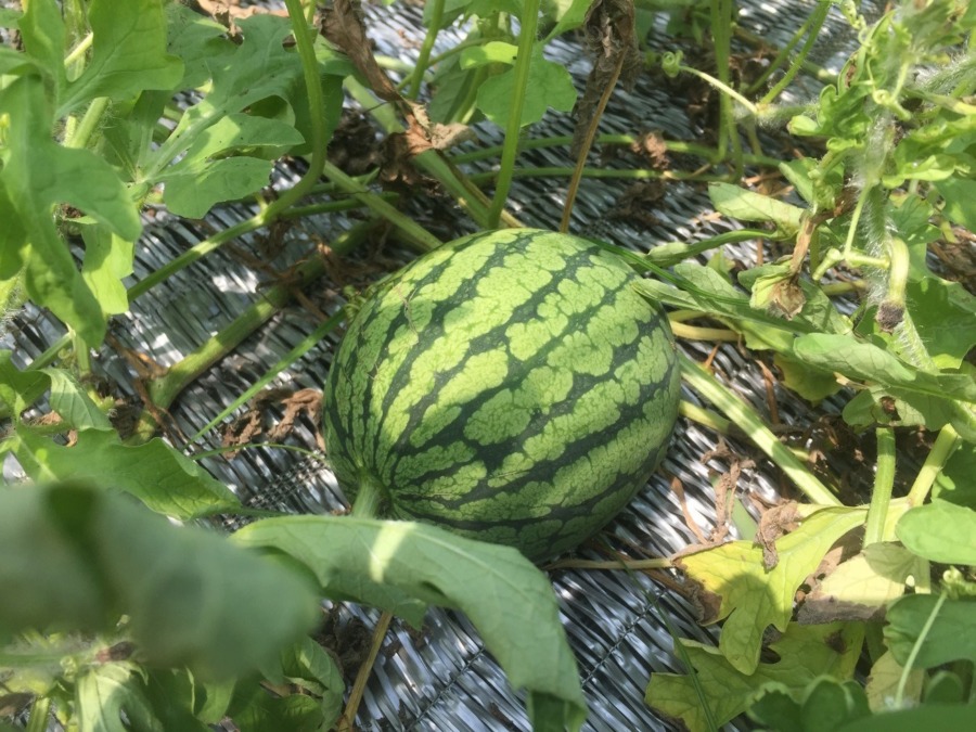 【フォト】すいかの様子。