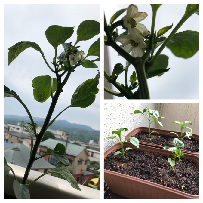 ピーマン開花♫