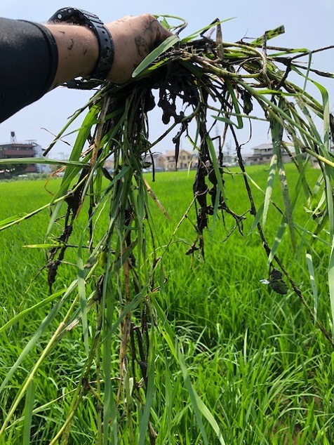 「田んぼ草取り大競争」参加報告！