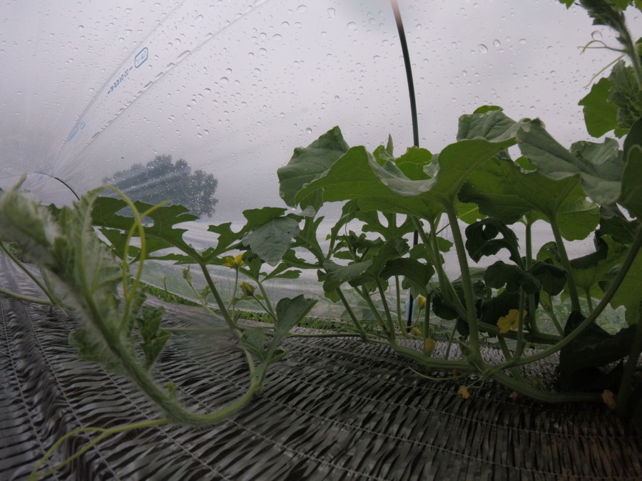 【フォト】めろん株の様子。