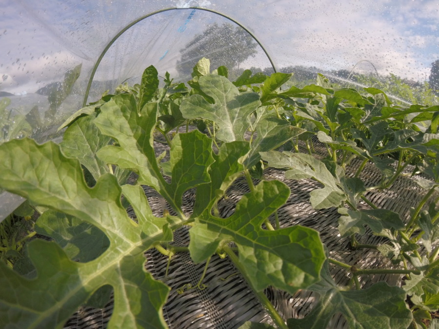 【フォト】すいか株の様子。（接写）