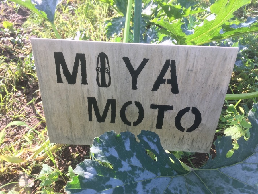 MIYAMOTOさんのズッキーニです。強風で、、、