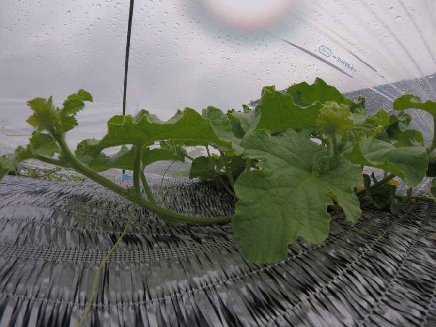 【フォト】めろん株の様子。