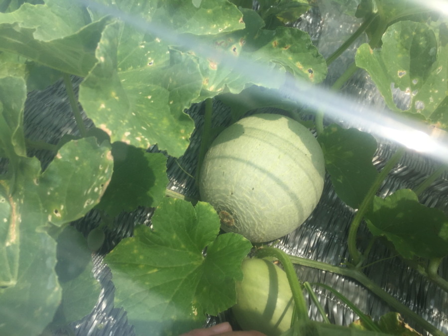 【フォト】めろんの様子。けっこういいyo。