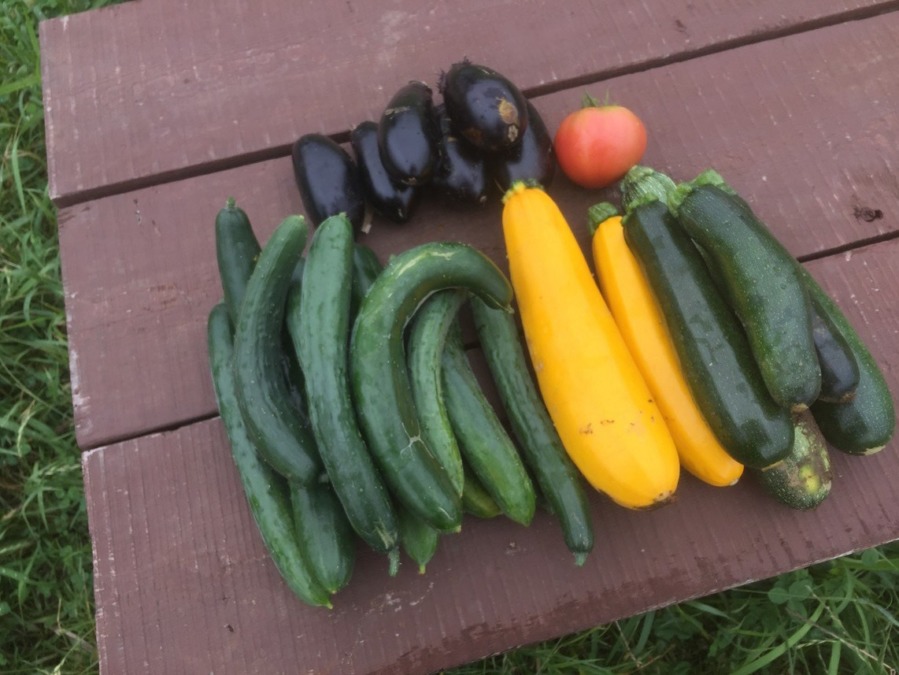 【フォト】ずっきーにです。収穫が続いていますyo。
